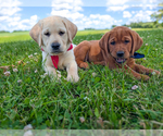 Small Labrador Retriever