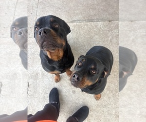 Father of the Rottweiler puppies born on 06/06/2025