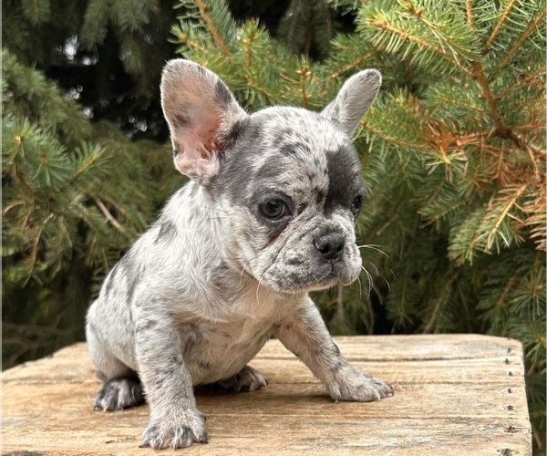 Medium Photo #4 French Bulldog Puppy For Sale in MIDDLEBURY, IN, USA