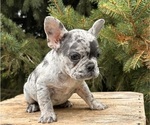 Small #3 French Bulldog