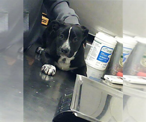 Medium Photo #1 German Shepherd Dog-Unknown Mix Puppy For Sale in Fayetteville, NC, USA