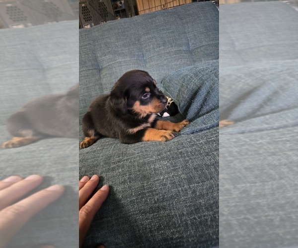 Medium Photo #2 Rottweiler Puppy For Sale in BRADFORD, NY, USA