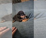 Small #1 Rottweiler