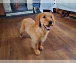 Small Photo #1 Golden Retriever Puppy For Sale in FALCON, CO, USA