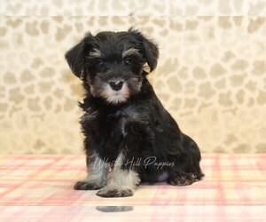 Medium Schnauzer (Miniature)