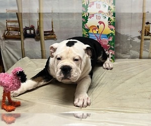 Olde English Bulldogge Puppy for sale in LORAIN, OH, USA