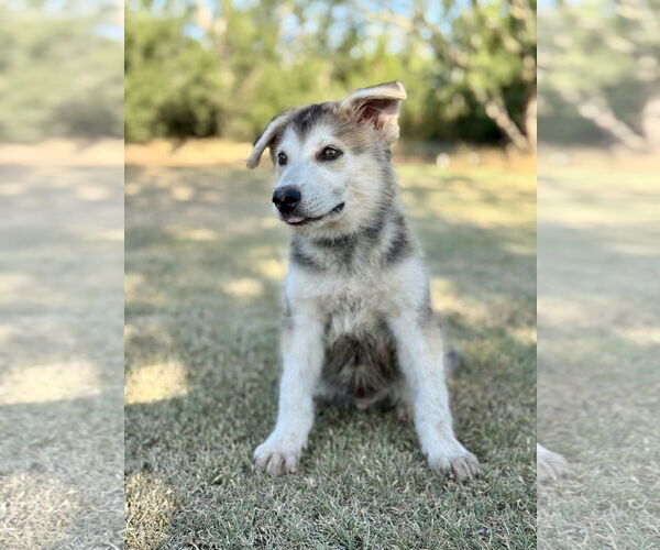 Medium Photo #3 German Shepherd Dog-Unknown Mix Puppy For Sale in PIPE CREEK, TX, USA