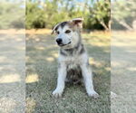 Small #2 German Shepherd Dog Mix