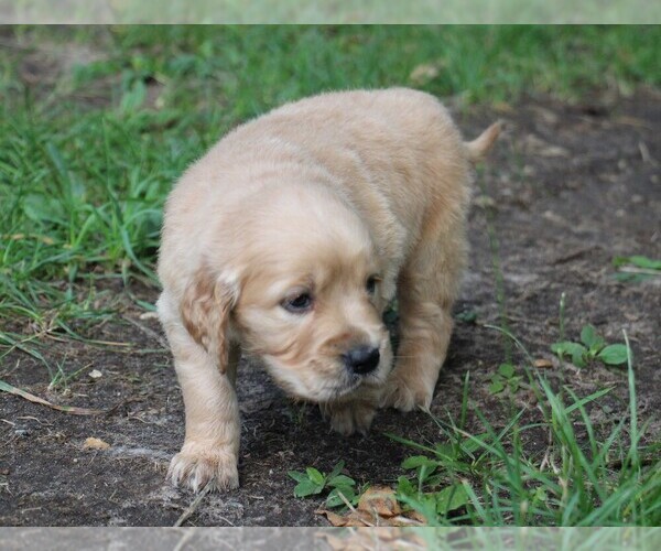 Medium Photo #12 Golden Irish Puppy For Sale in JONES, MI, USA
