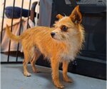 Small Photo #3 Mutt Puppy For Sale in Chico, CA, USA