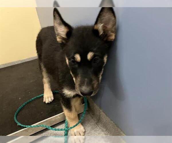 Medium Photo #1 German Shepherd Dog-Siberian Husky Mix Puppy For Sale in Orange, CA, USA