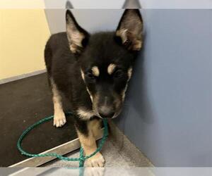 German Shepherd Dog-Siberian Husky Mix Dogs for adoption in Orange, CA, USA