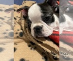 Small #3 Boston Terrier