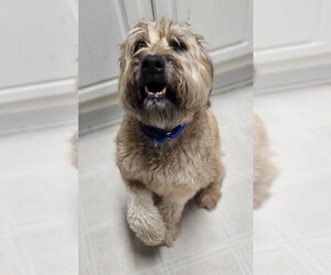 Roxy - Female - Mix Dog for Adoption - Photo #2