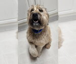 Small Photo #2 - Mix Puppy For Sale in Walnutport, PA, USA