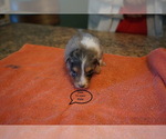 Small Photo #2 Australian Shepherd Puppy For Sale in BACHE, OK, USA