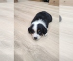 Small Photo #18 Australian Shepherd Puppy For Sale in TUSCUMBIA, AL, USA