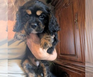 Cavalier King Charles Spaniel Puppy for sale in CENTURIA, WI, USA