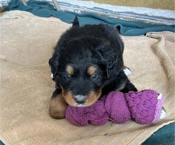 Medium Photo #3 Great Bernese Puppy For Sale in IOLA, WI, USA
