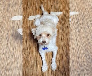 Havanese Dogs for adoption in Gulfport, MI, USA