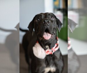 Basset Hound-Labrador Retriever Mix Dogs for adoption in Brooklyn Center, MN, USA
