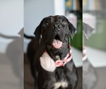 Small Photo #1 Basset Hound-Labrador Retriever Mix Puppy For Sale in Brooklyn Center, MN, USA