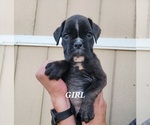 Puppy 5 Boxer