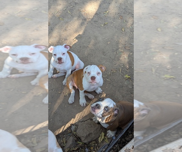 Medium Photo #4 Olde English Bulldogge Puppy For Sale in AUSTIN, TX, USA