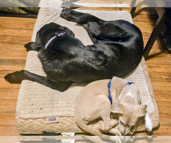 Medium Photo #2 Labrador Retriever-Unknown Mix Puppy For Sale in Sykesville, MD, USA