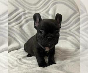 French Bulldog Puppy for sale in JOHNS ISLAND, SC, USA