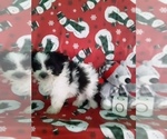 Small Photo #3 Maltipom Puppy For Sale in SCOTTVILLE, MI, USA