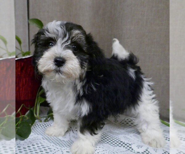 Medium Photo #5 Havanese Puppy For Sale in THREE RIVERS, MI, USA