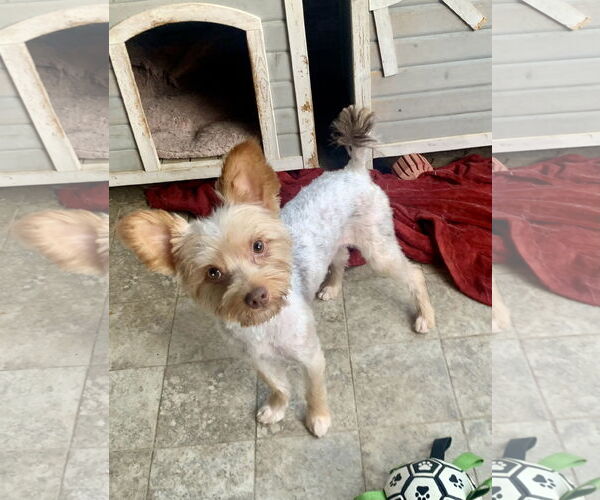 Medium Photo #3 Mutt Puppy For Sale in Santa Clarita, CA, USA