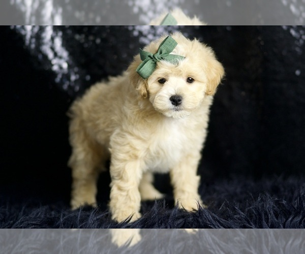Medium Photo #4 Maltipoo (Miniature) Puppy For Sale in WARSAW, IN, USA