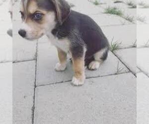 Beagle-Siberian Husky Mix Puppy for sale in SOUTH ZANESVILLE, OH, USA