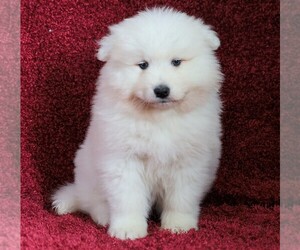 Samoyed Puppy for sale in FREDERICKSBG, OH, USA