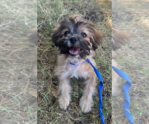 Groot - Male Hava-Apso Dog for Adoption - Photo #3