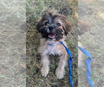 Small Photo #3 Hava-Apso Puppy For Sale in Grafton, WI, USA