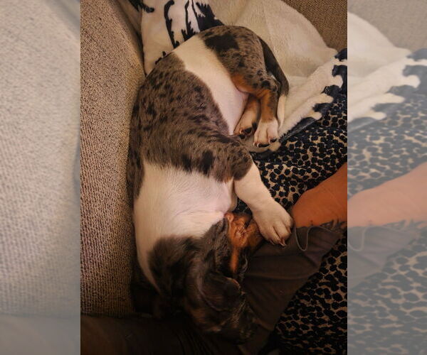 Medium Photo #4 Dachshund Puppy For Sale in PATTERSON, CA, USA