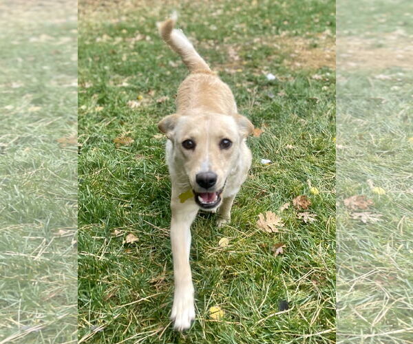 Medium Photo #10 Collie-Unknown Mix Puppy For Sale in Sandy, UT, USA