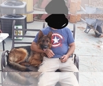 Small Photo #3 German Shepherd Dog Puppy For Sale in ALBUQUERQUE, NM, USA