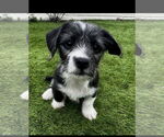 Small Photo #4 Jack Tzu Puppy For Sale in San Diego , CA, USA