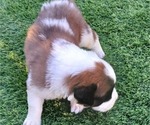 Small Photo #1 Saint Bernard Puppy For Sale in EDINBURG, PA, USA