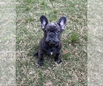 Small #3 French Bulldog