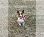 Small Photo #1 Pembroke Welsh Corgi Puppy For Sale in GUTHRIE, KY, USA