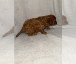Small Photo #28 Cavapoo (Miniature) Puppy For Sale in MUNFORDVILLE, KY, USA