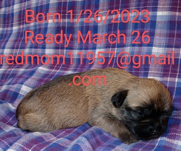 Medium Photo #1 Brussels Griffon Puppy For Sale in BERKELEY SPRINGS, WV, USA