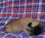 Small Photo #1 Brussels Griffon Puppy For Sale in BERKELEY SPRINGS, WV, USA