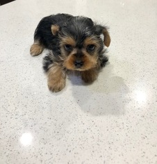 Yorkshire Terrier Puppy for sale in LOS ANGELES, CA, USA