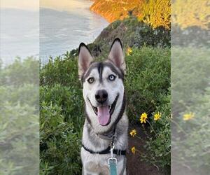 DASH - Male Siberian Husky Dog for Adoption - Photo #2